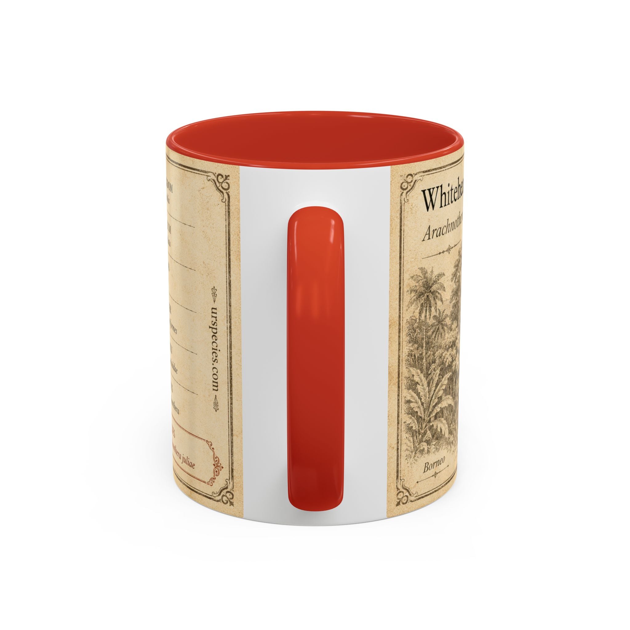 Custom Gift for Julia - Whitehead's spiderhunter (Arachnothera juliae) Nature Lovers Mug  - Europe / UK