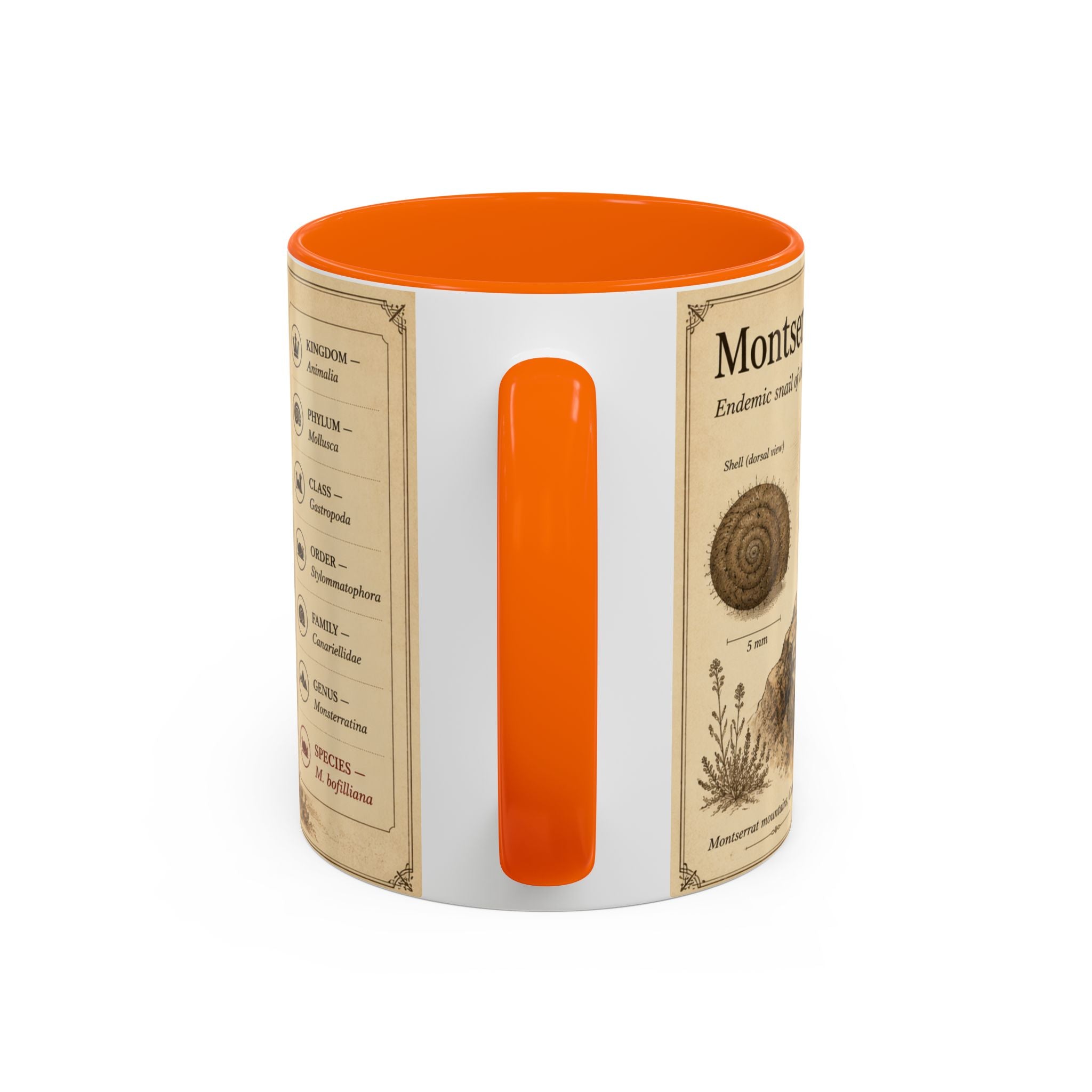 Custom Montserrat Snail Mug – Nature Lover's Gift for Montserrat (Montserratina bofilliana) – Europe/UK