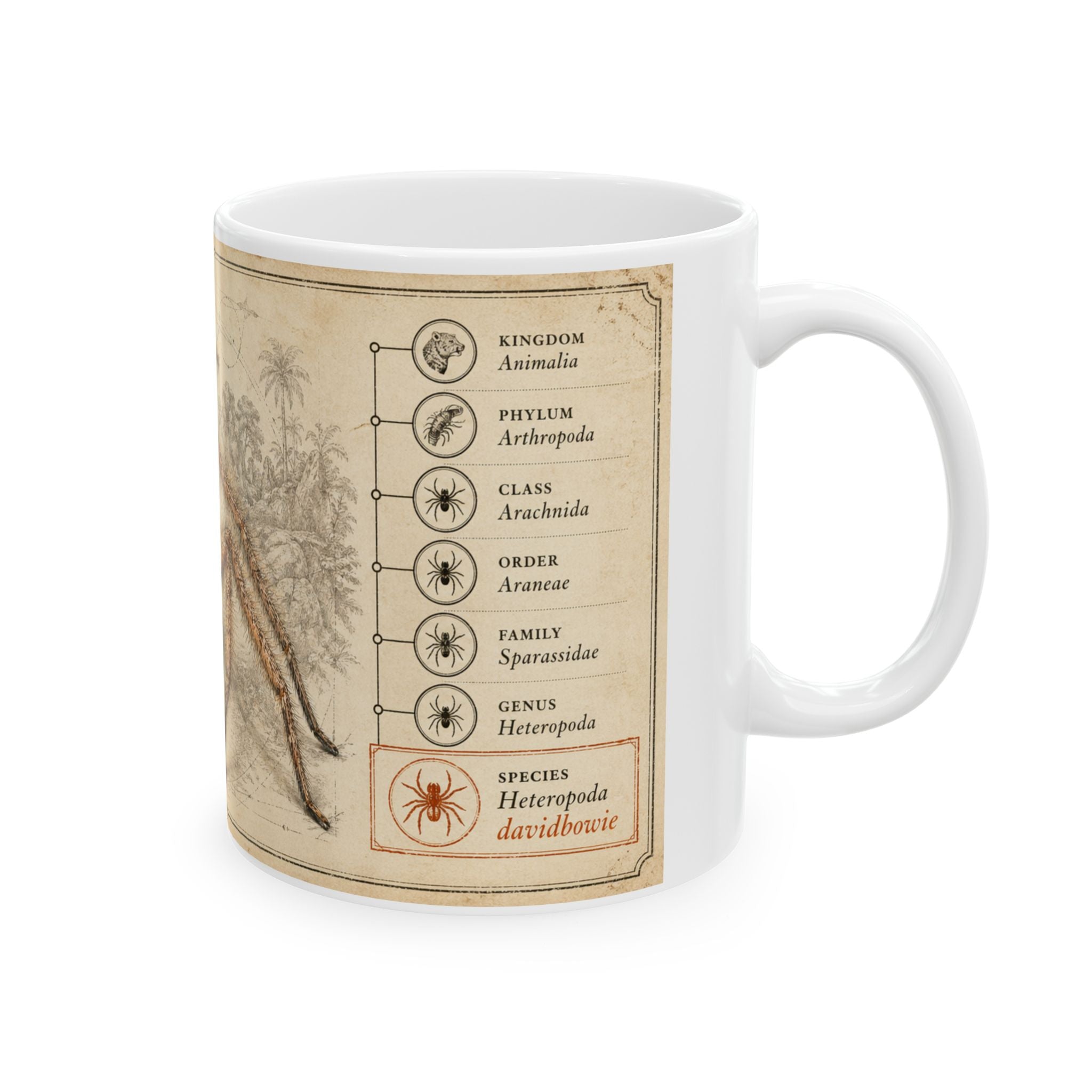 David Bowie's spider Illustration Ceramic Mug – Vintage Natural History David Bowie's spider (Heteropoda davidbowie) 11oz & 15oz