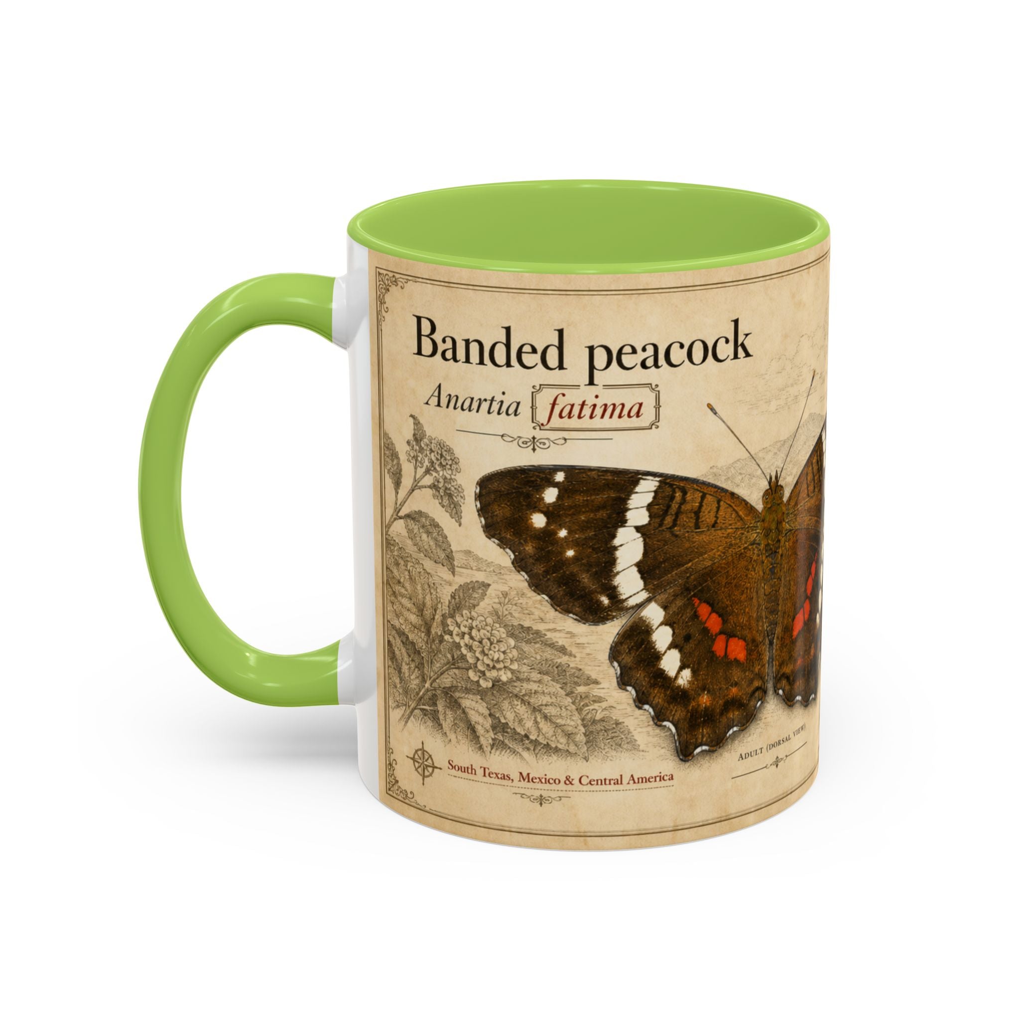 The banded peacock butterfly (Anartia fatima) Coffee Mug — Vintage Mug