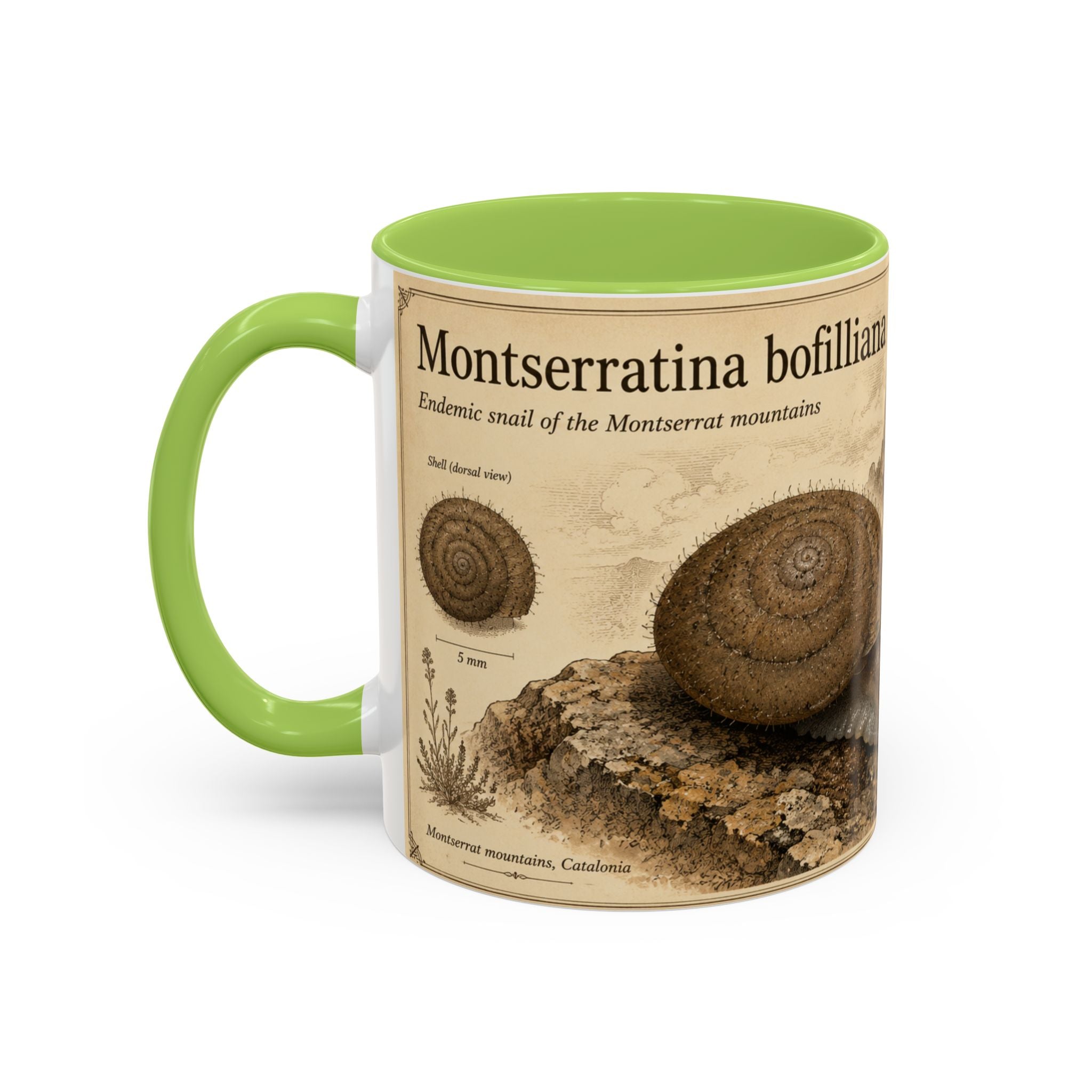 Custom Montserrat Snail Mug – Nature Lover's Gift for Montserrat (Montserratina bofilliana) – Europe/UK