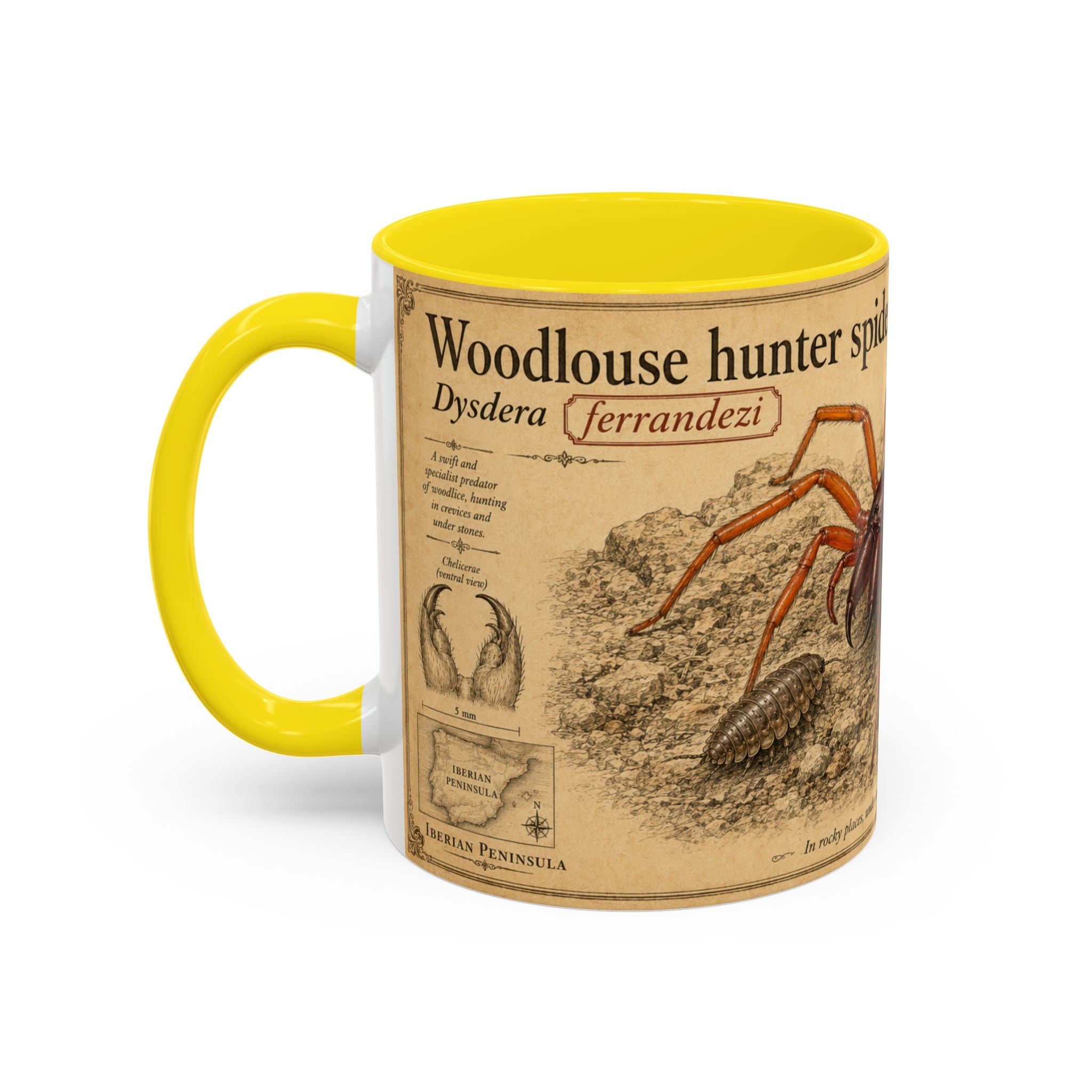 Custom Woodlouse-Hunting Spider Mug – Nature Lover's Gift for Ferran (Dysdera ferrandezi) – Europe/UK