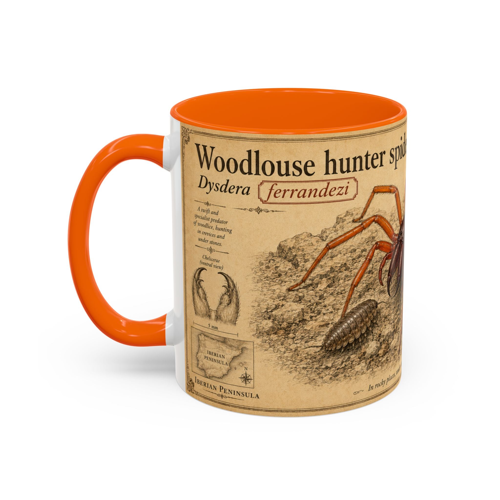 Custom Woodlouse-Hunting Spider Mug – Nature Lover's Gift for Ferran (Dysdera ferrandezi) – Europe/UK