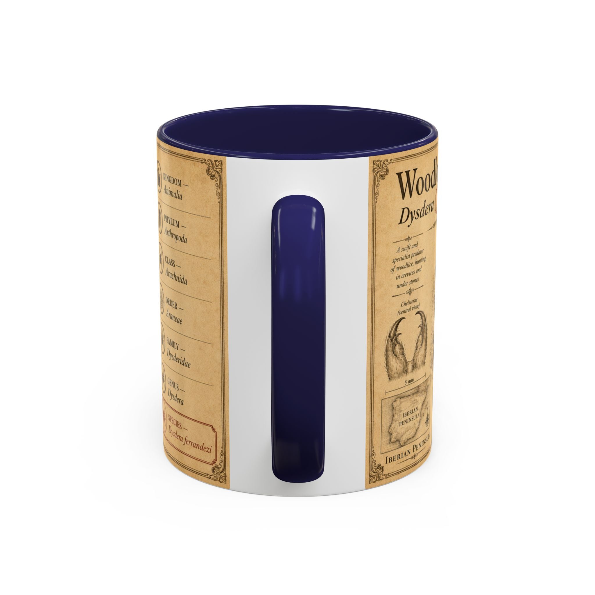Custom Woodlouse-Hunting Spider Mug – Nature Lover's Gift for Ferran (Dysdera ferrandezi) – Europe/UK