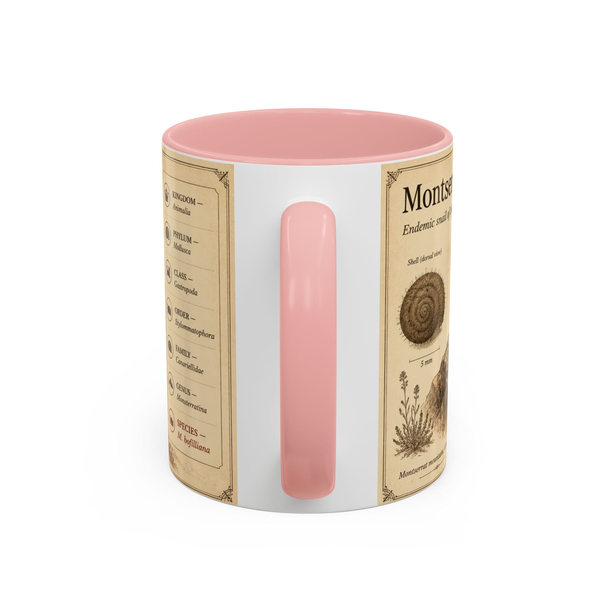 Custom Montserrat Snail Mug – Nature Lover's Gift for Montserrat (Montserratina bofilliana) – Europe/UK