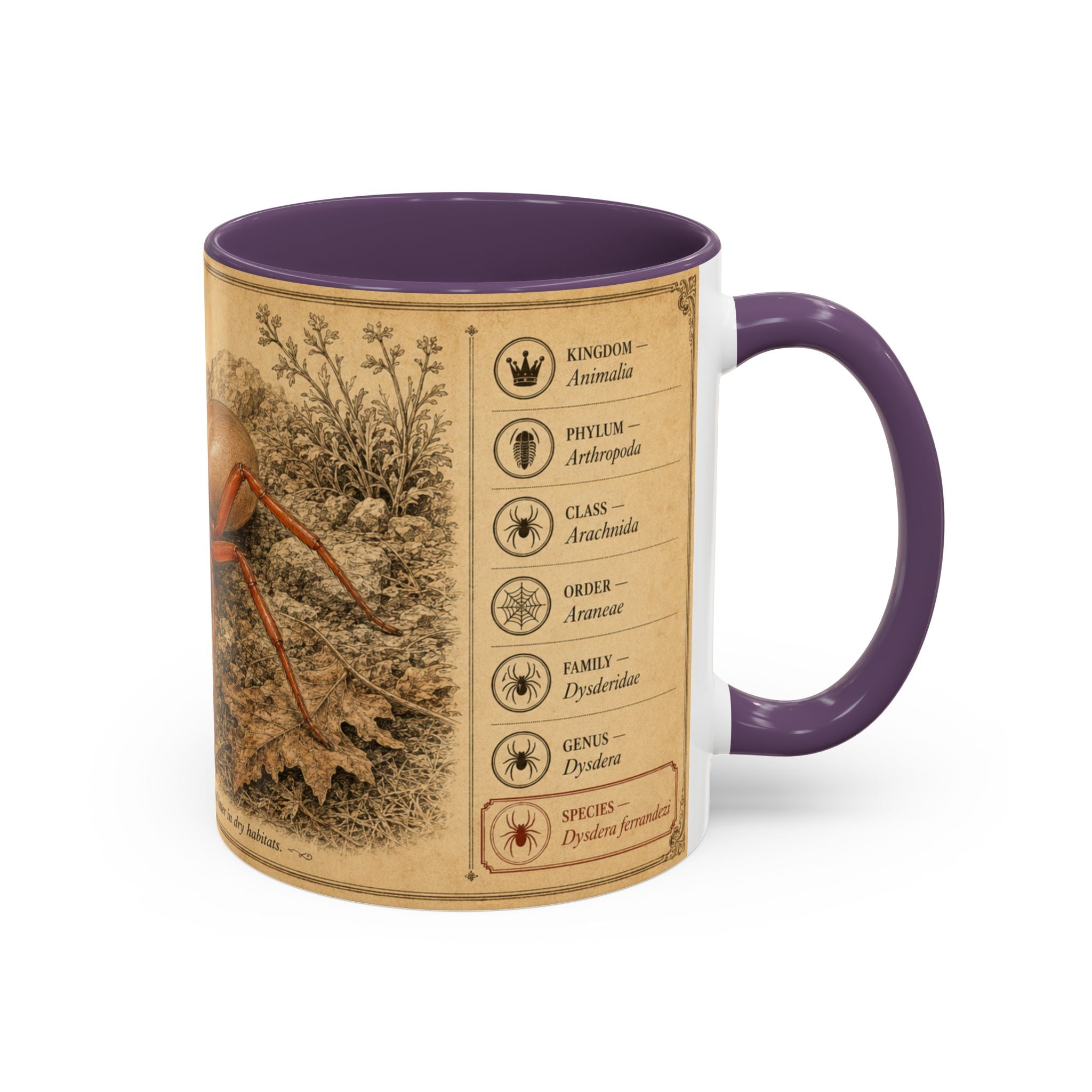 Custom Woodlouse-Hunting Spider Mug – Nature Lover's Gift for Ferran (Dysdera ferrandezi) – Europe/UK