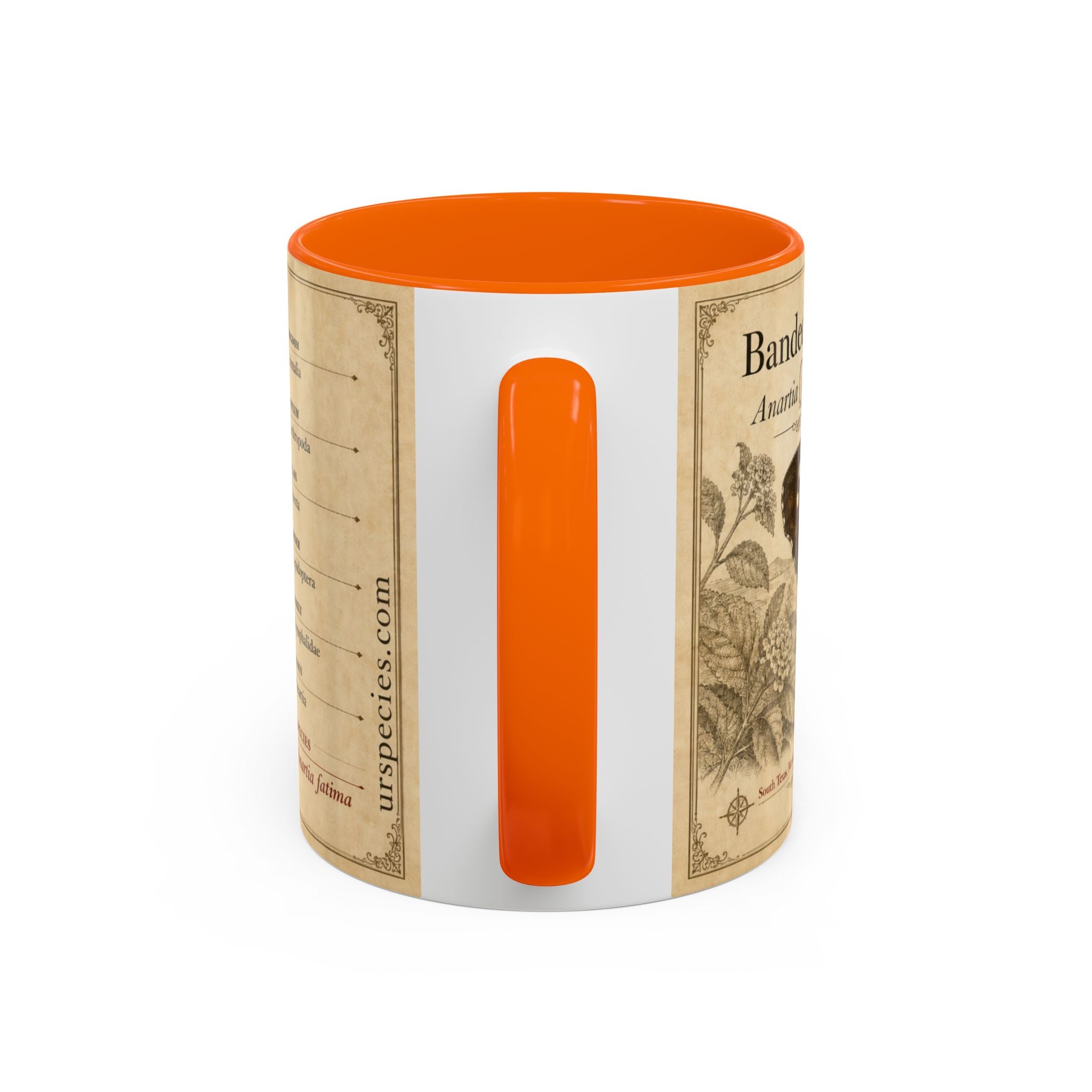 The banded peacock butterfly (Anartia fatima) Coffee Mug — Vintage Mug