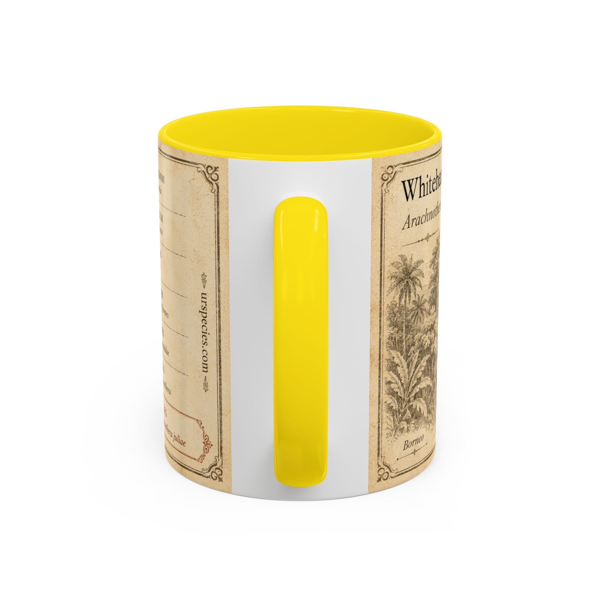 Custom Gift for Julia - Whitehead's spiderhunter (Arachnothera juliae) Nature Lovers Mug  - Europe / UK
