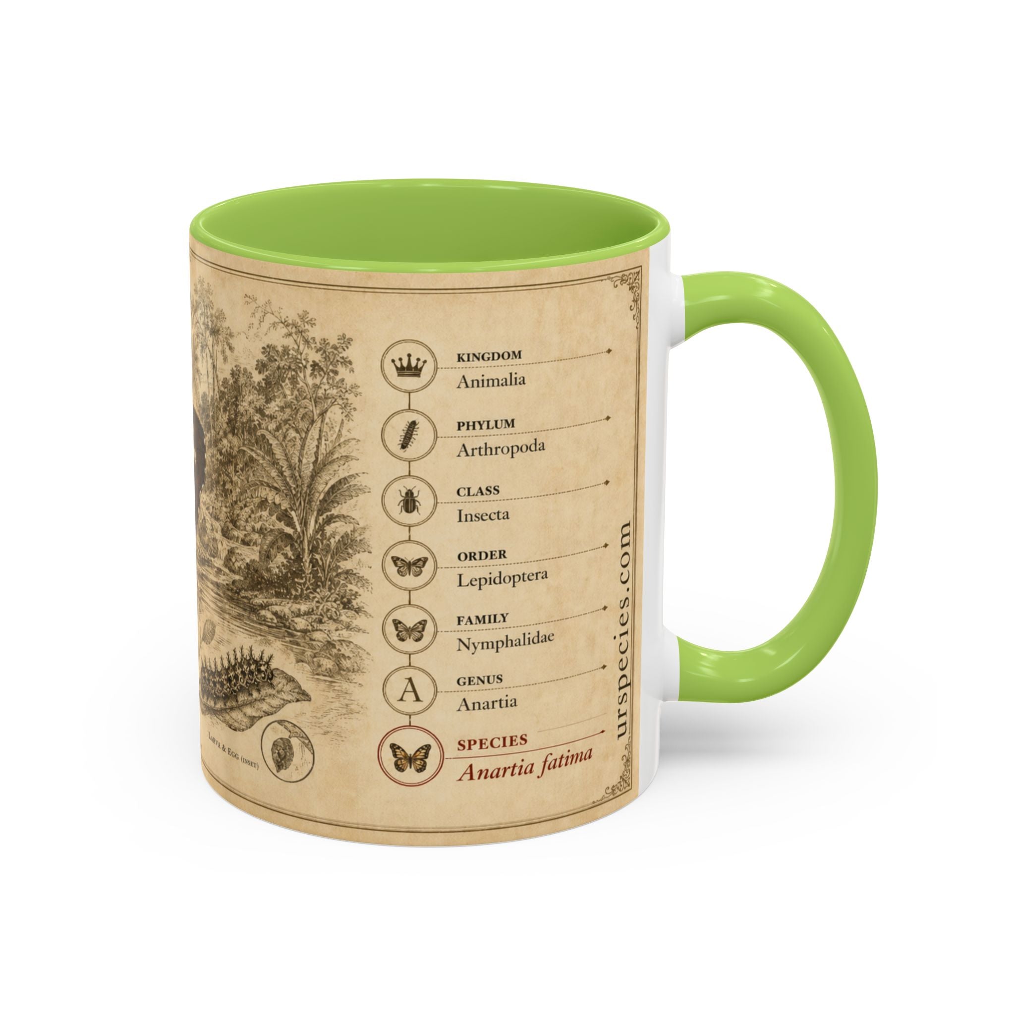 The banded peacock butterfly (Anartia fatima) Coffee Mug — Vintage Mug