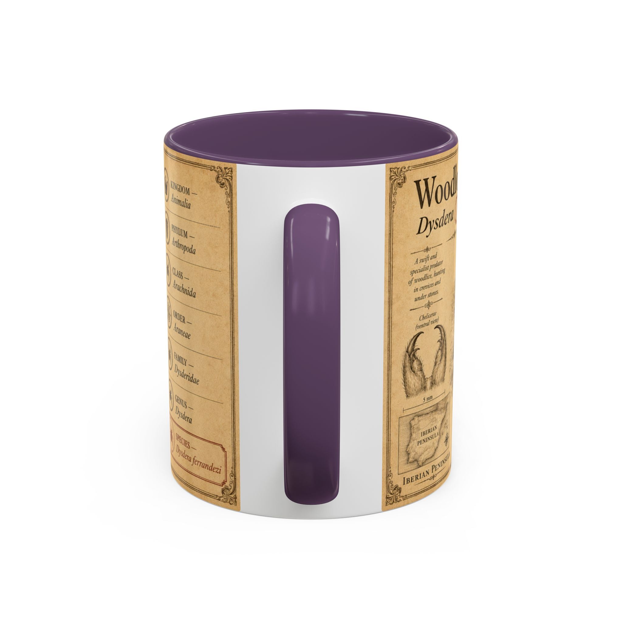 Custom Woodlouse-Hunting Spider Mug – Nature Lover's Gift for Ferran (Dysdera ferrandezi) – Europe/UK
