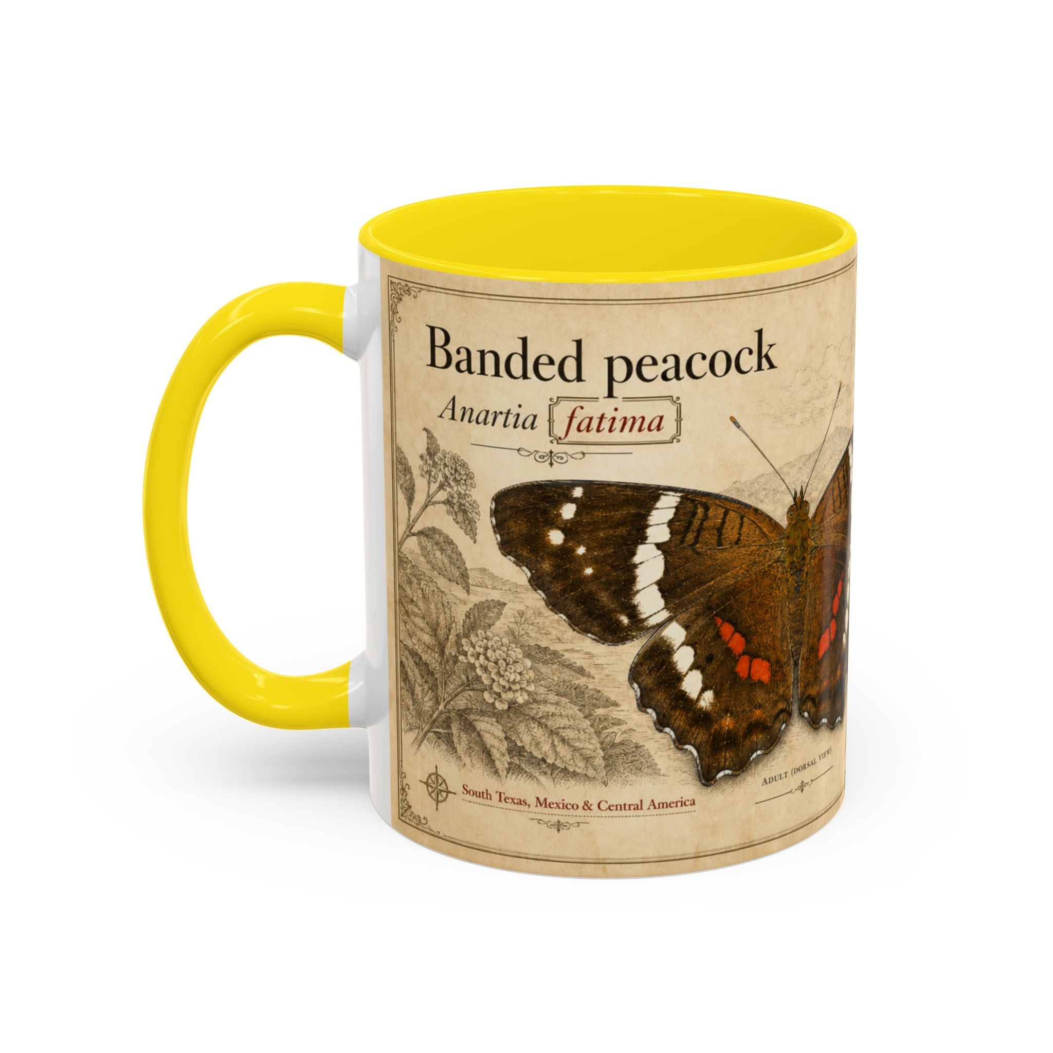 The banded peacock butterfly (Anartia fatima) Coffee Mug — Vintage Mug