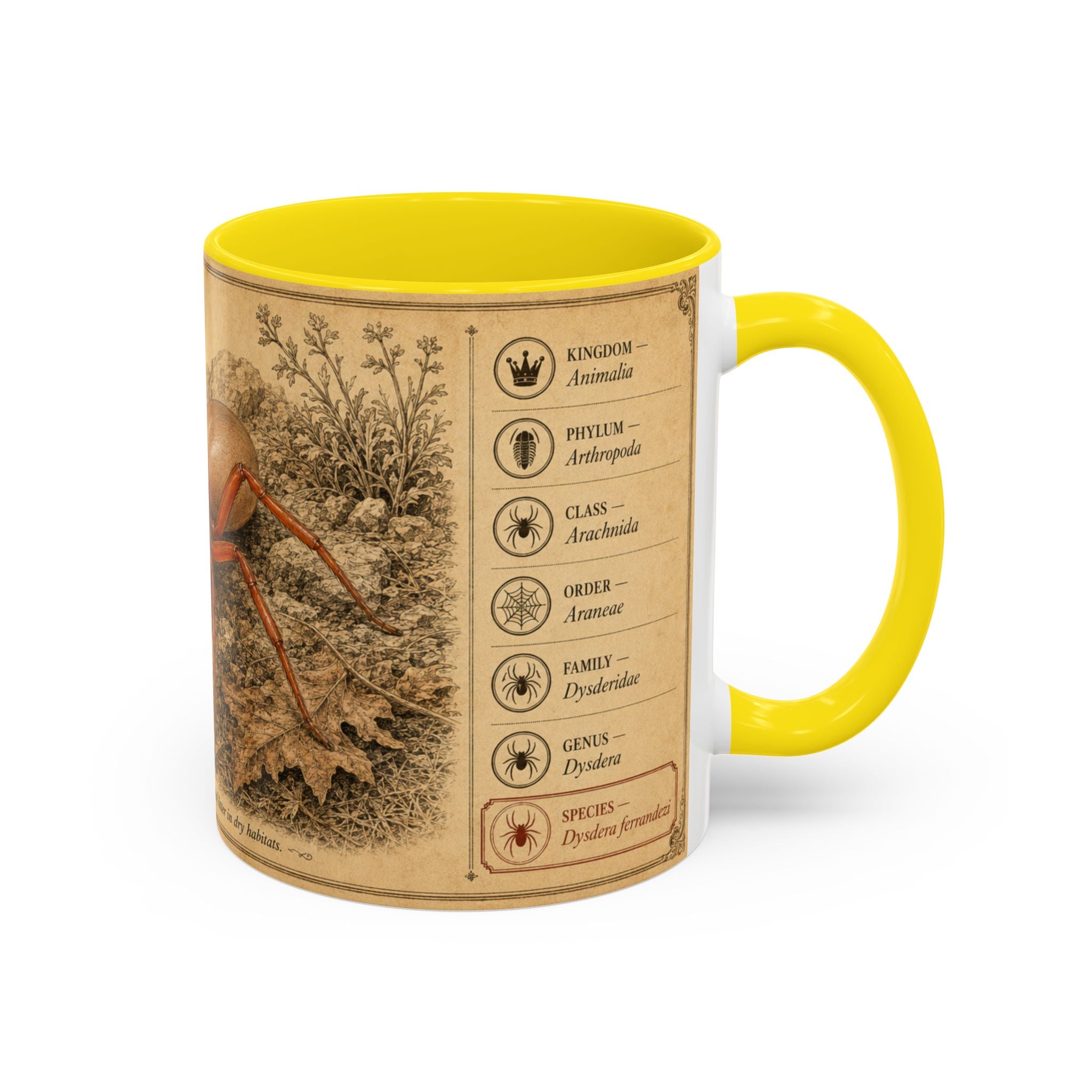 Custom Woodlouse-Hunting Spider Mug – Nature Lover's Gift for Ferran (Dysdera ferrandezi) – Europe/UK
