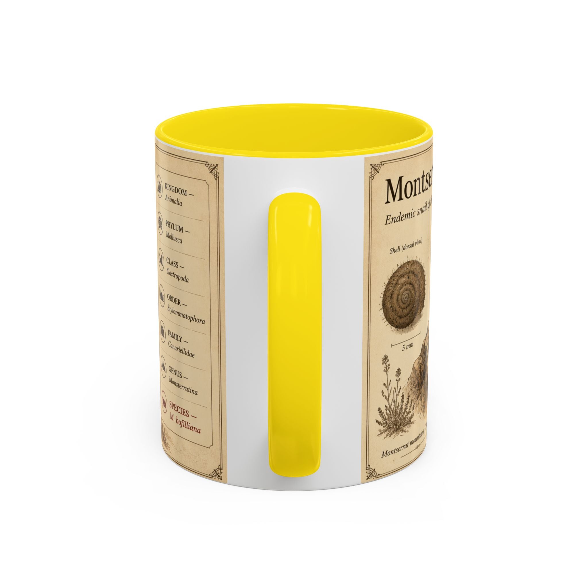 Custom Montserrat Snail Mug – Nature Lover's Gift for Montserrat (Montserratina bofilliana) – Europe/UK