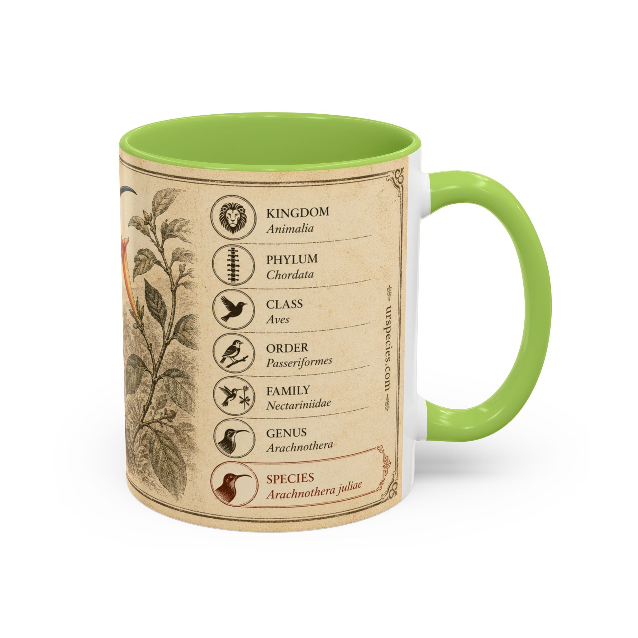 Custom Gift for Julia - Whitehead's spiderhunter (Arachnothera juliae) Nature Lovers Mug  - Europe / UK