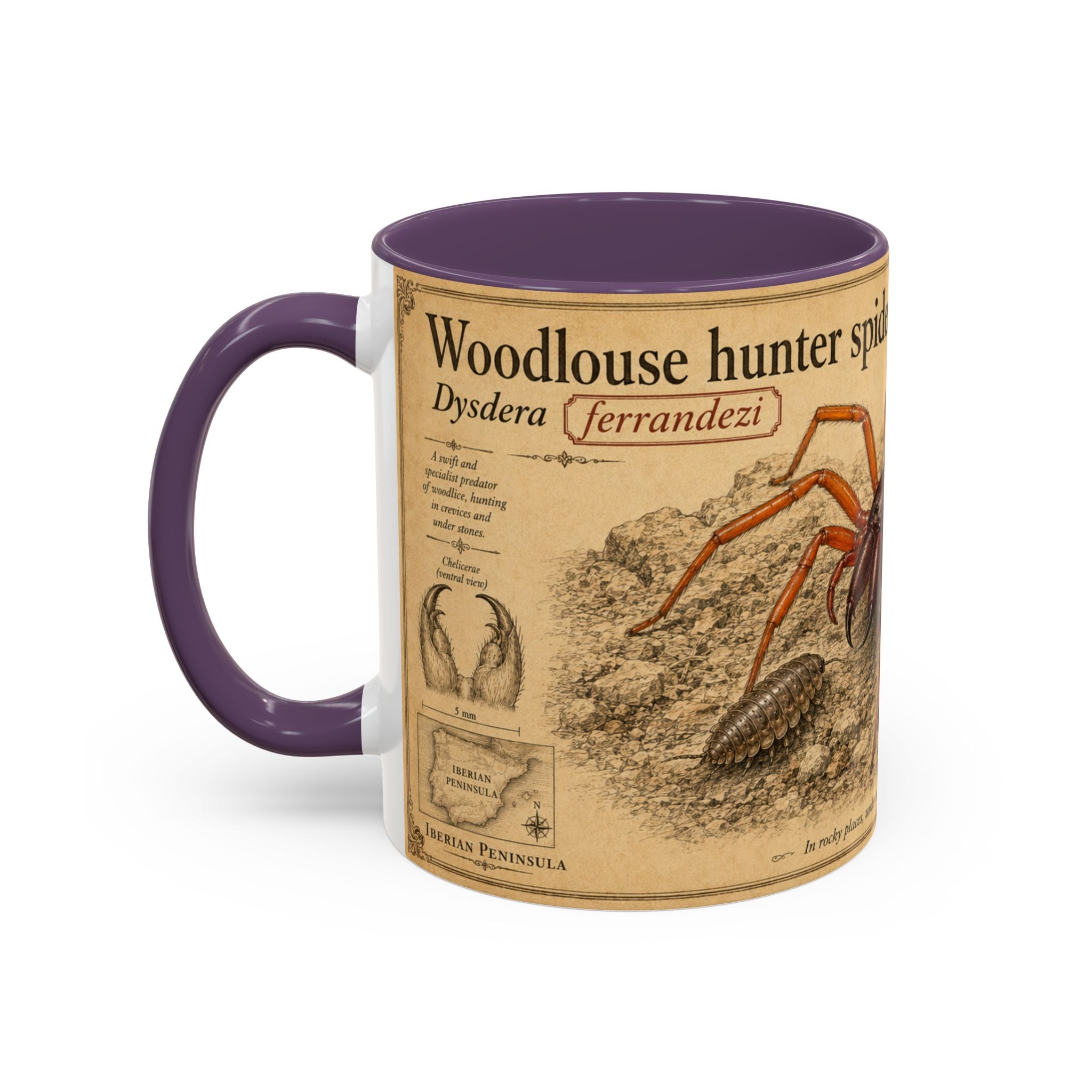 Custom Woodlouse-Hunting Spider Mug – Nature Lover's Gift for Ferran (Dysdera ferrandezi) – Europe/UK