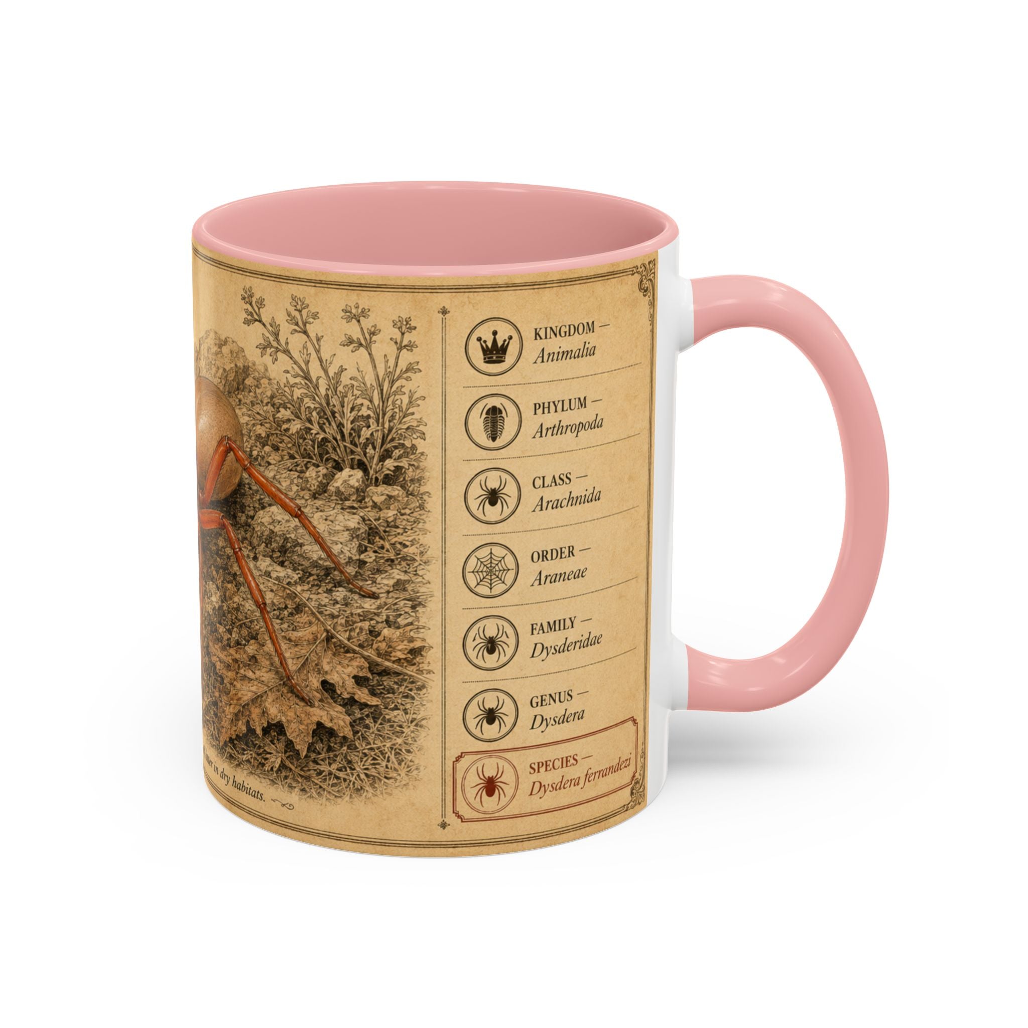 Custom Woodlouse-Hunting Spider Mug – Nature Lover's Gift for Ferran (Dysdera ferrandezi) – Europe/UK