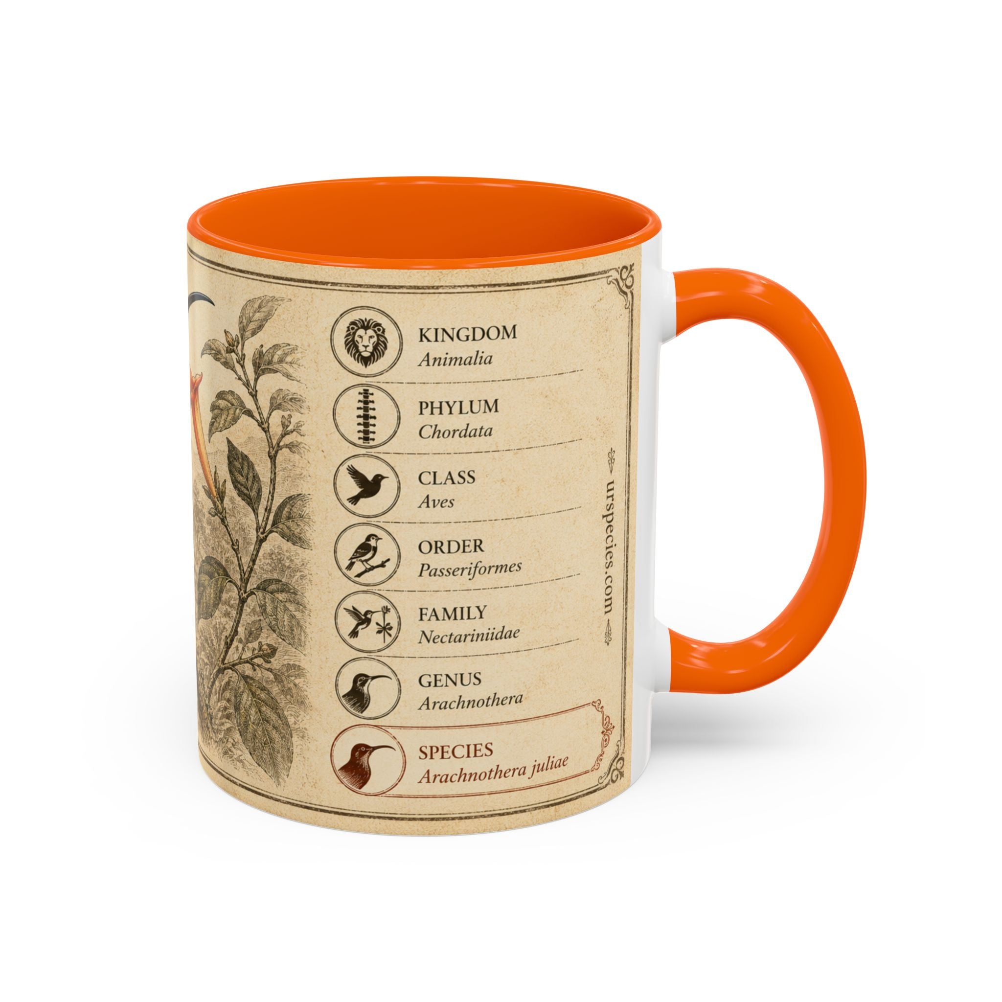Custom Gift for Julia - Whitehead's spiderhunter (Arachnothera juliae) Nature Lovers Mug  - Europe / UK
