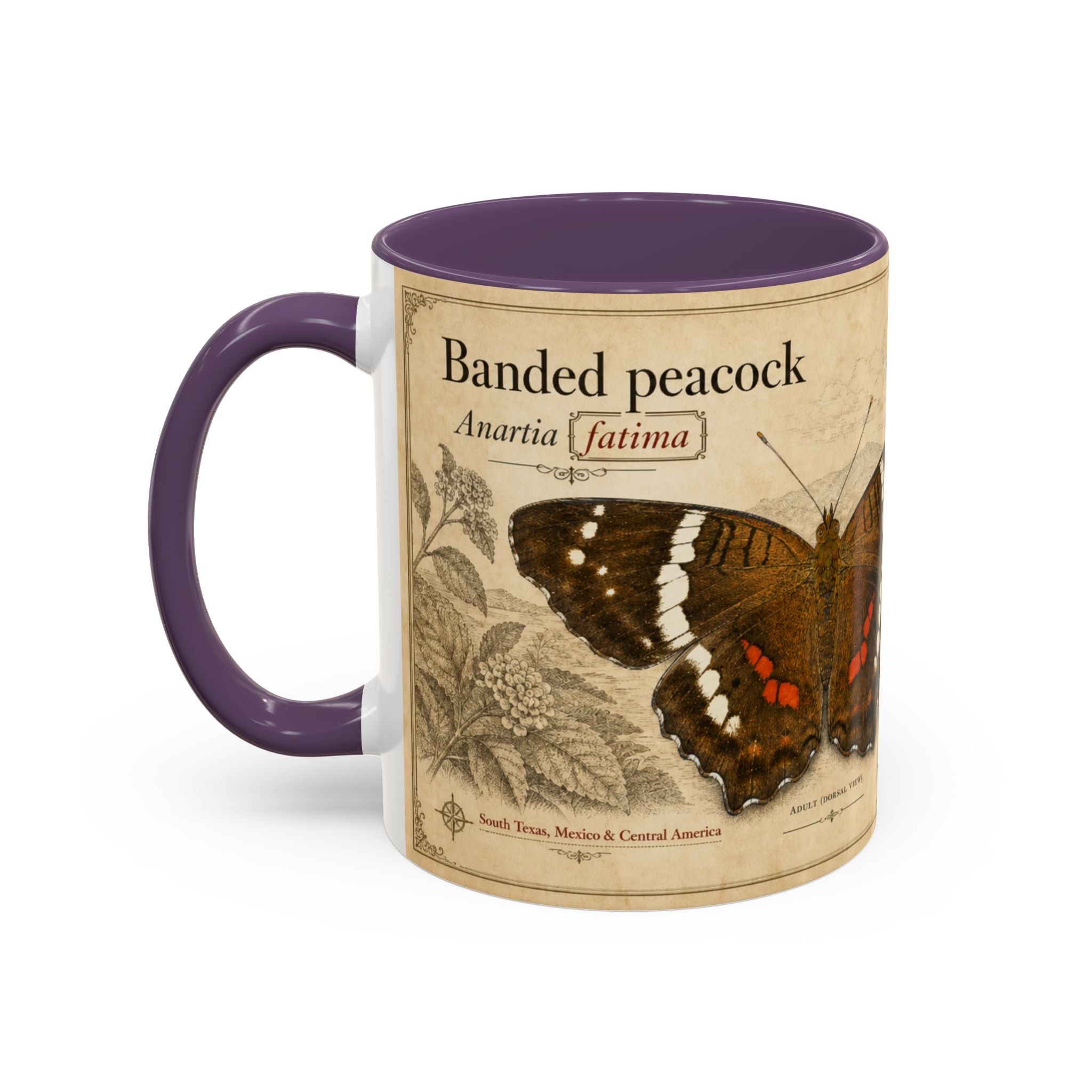 The banded peacock butterfly (Anartia fatima) Coffee Mug — Vintage Mug