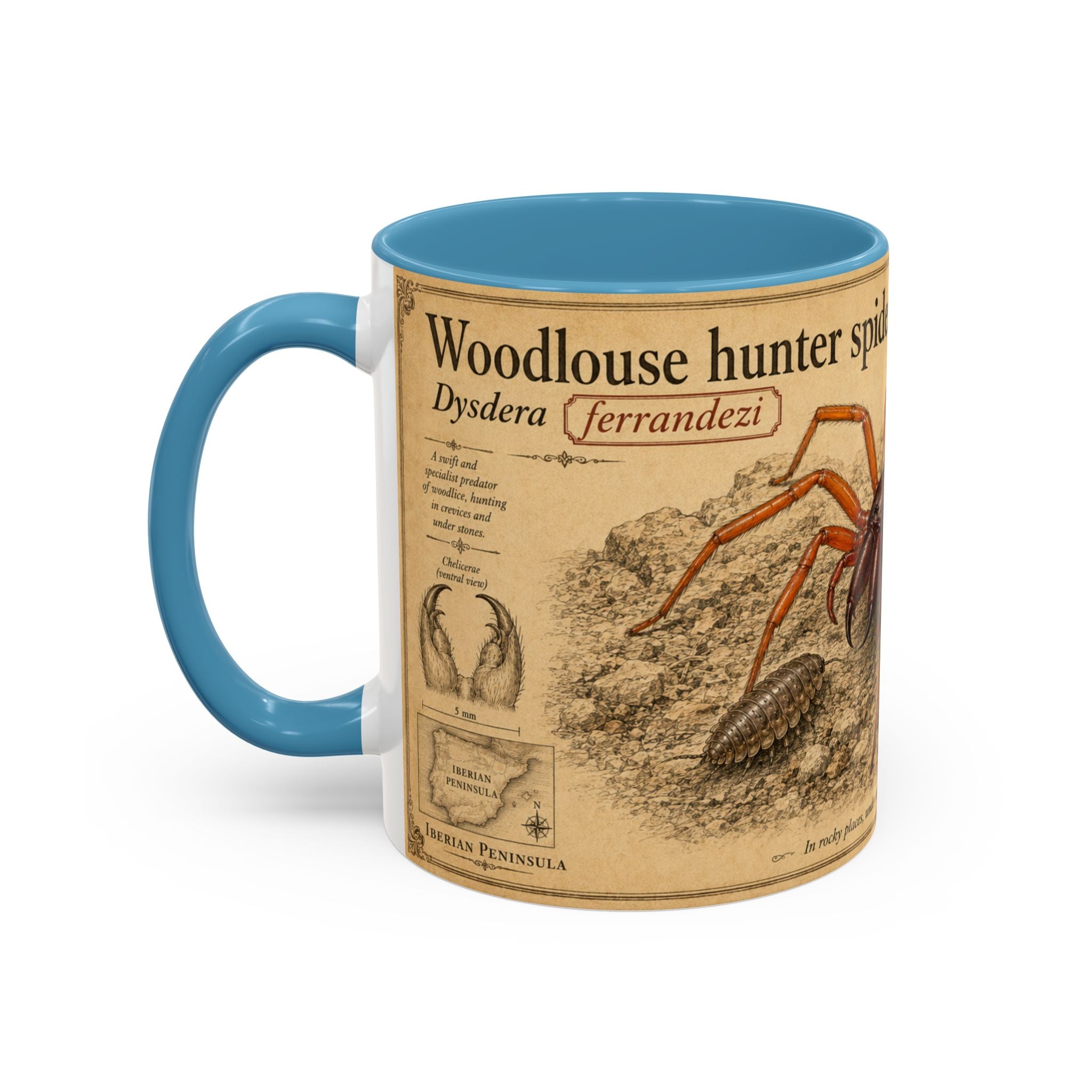 Custom Woodlouse-Hunting Spider Mug – Nature Lover's Gift for Ferran (Dysdera ferrandezi) – Europe/UK