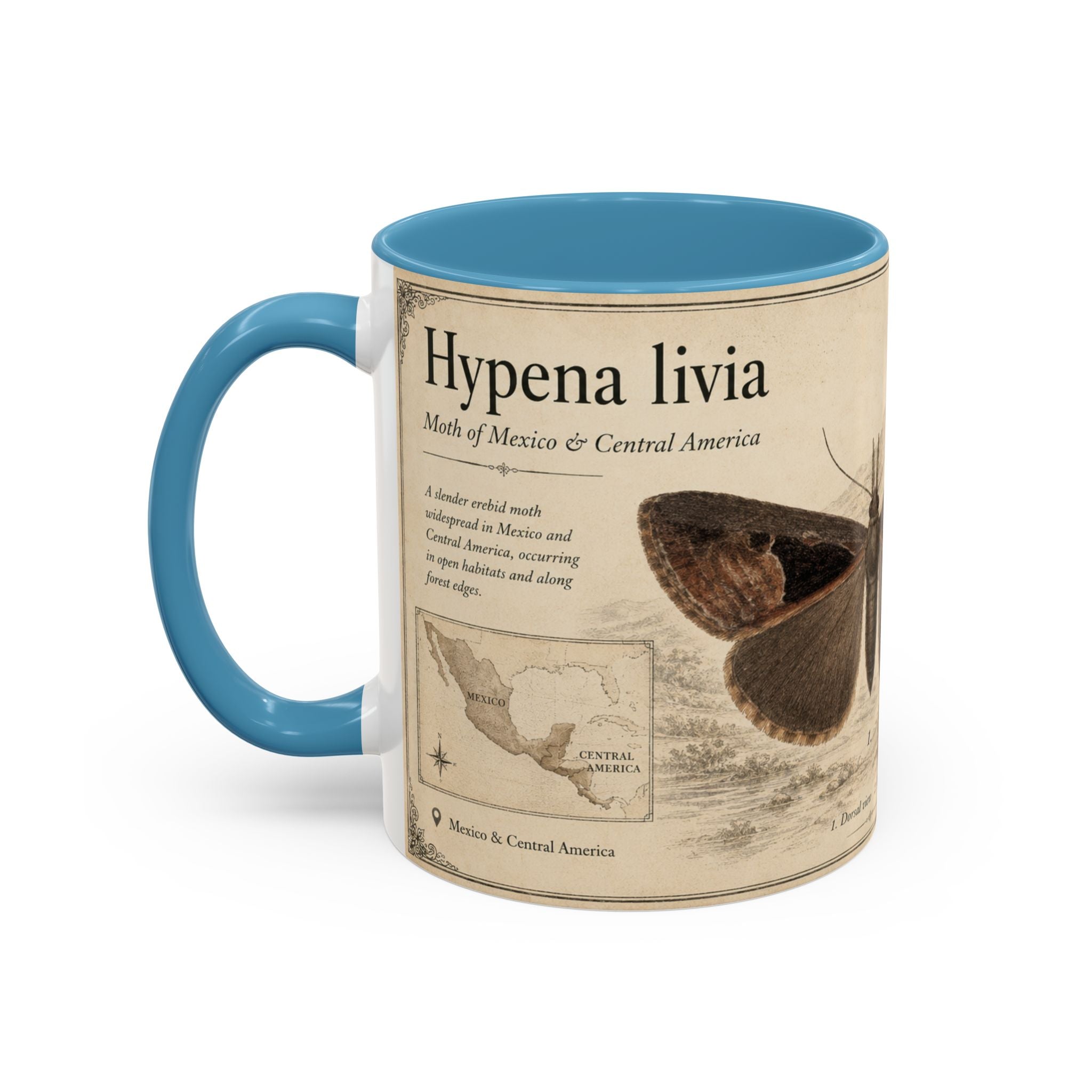 Custom Livia Snail Mug – Nature Lover's Gift for Livia (Hypena livia) – Europe/UK