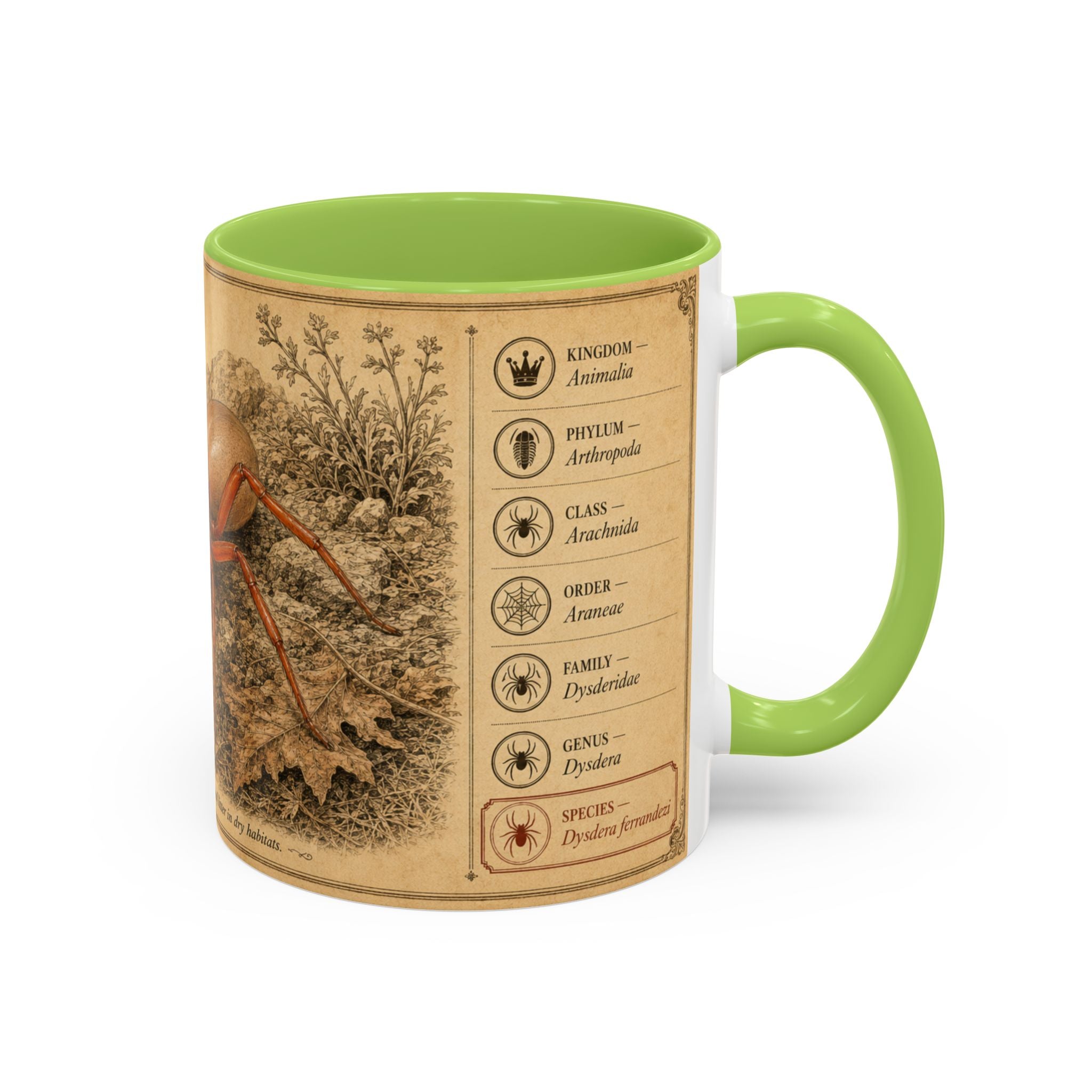 Custom Woodlouse-Hunting Spider Mug – Nature Lover's Gift for Ferran (Dysdera ferrandezi) – Europe/UK