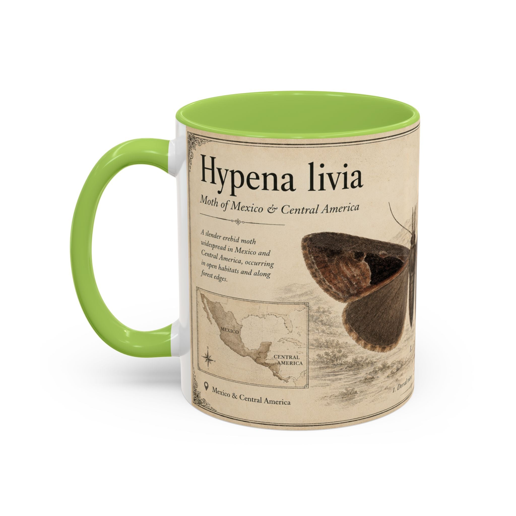 Custom Livia Snail Mug – Nature Lover's Gift for Livia (Hypena livia) – Europe/UK