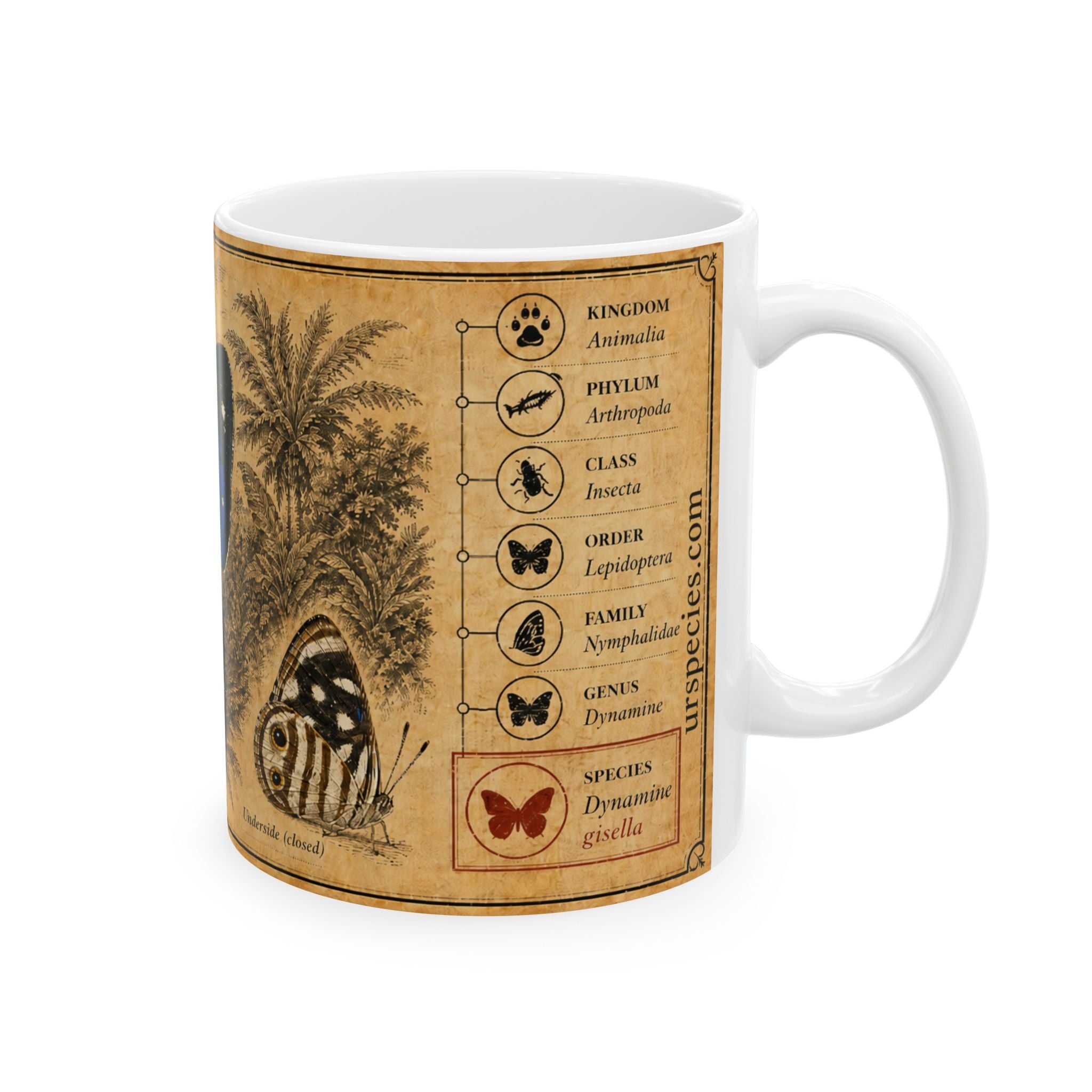 Dynamine gisella Illustration Ceramic Mug – Vintage Natural History Gisella's butterfly (Dynamine gisella) Art, 11oz & 15oz