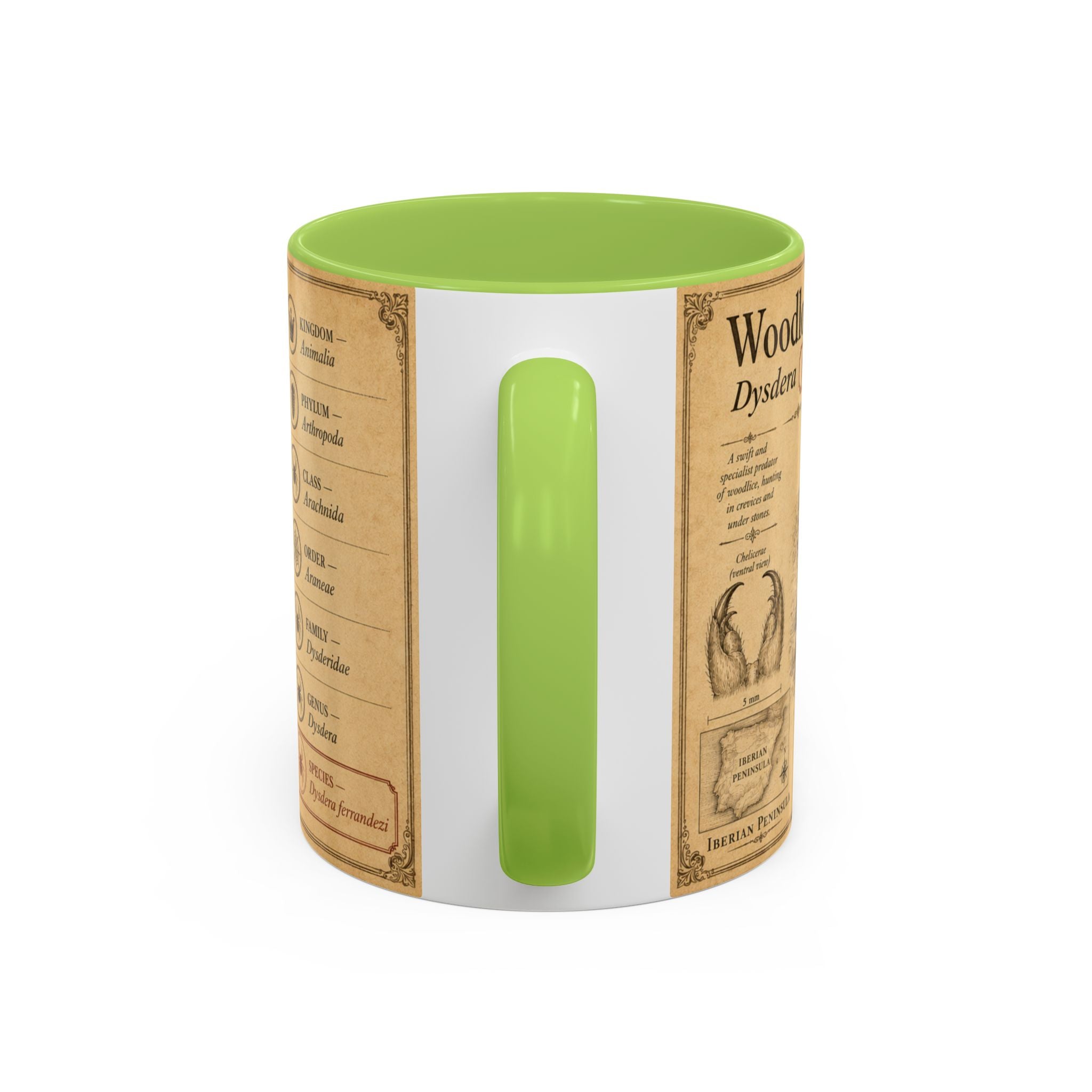 Custom Woodlouse-Hunting Spider Mug – Nature Lover's Gift for Ferran (Dysdera ferrandezi) – Europe/UK