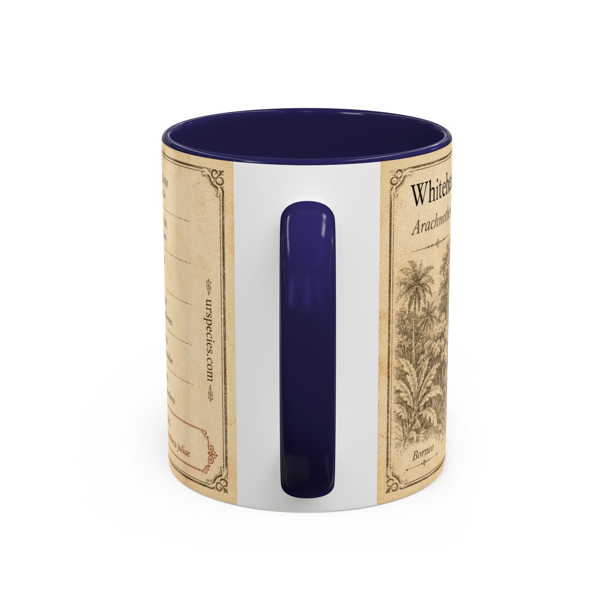 Custom Gift for Julia - Whitehead's spiderhunter (Arachnothera juliae) Nature Lovers Mug  - Europe / UK