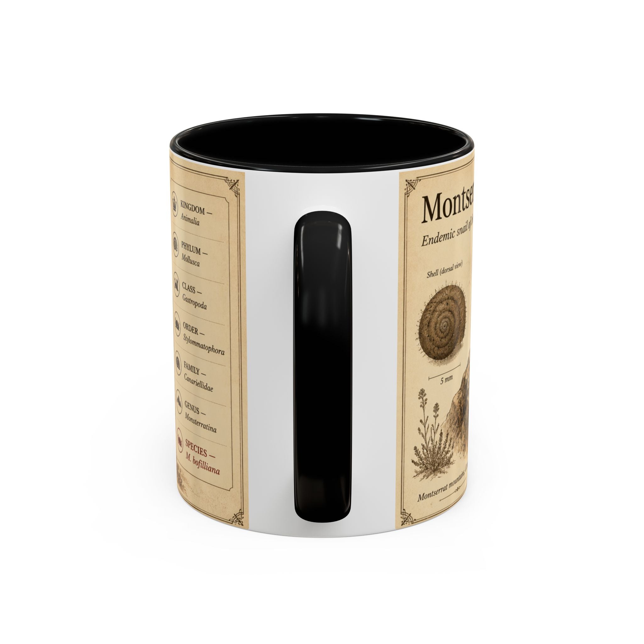 Custom Montserrat Snail Mug – Nature Lover's Gift for Montserrat (Montserratina bofilliana) – Europe/UK