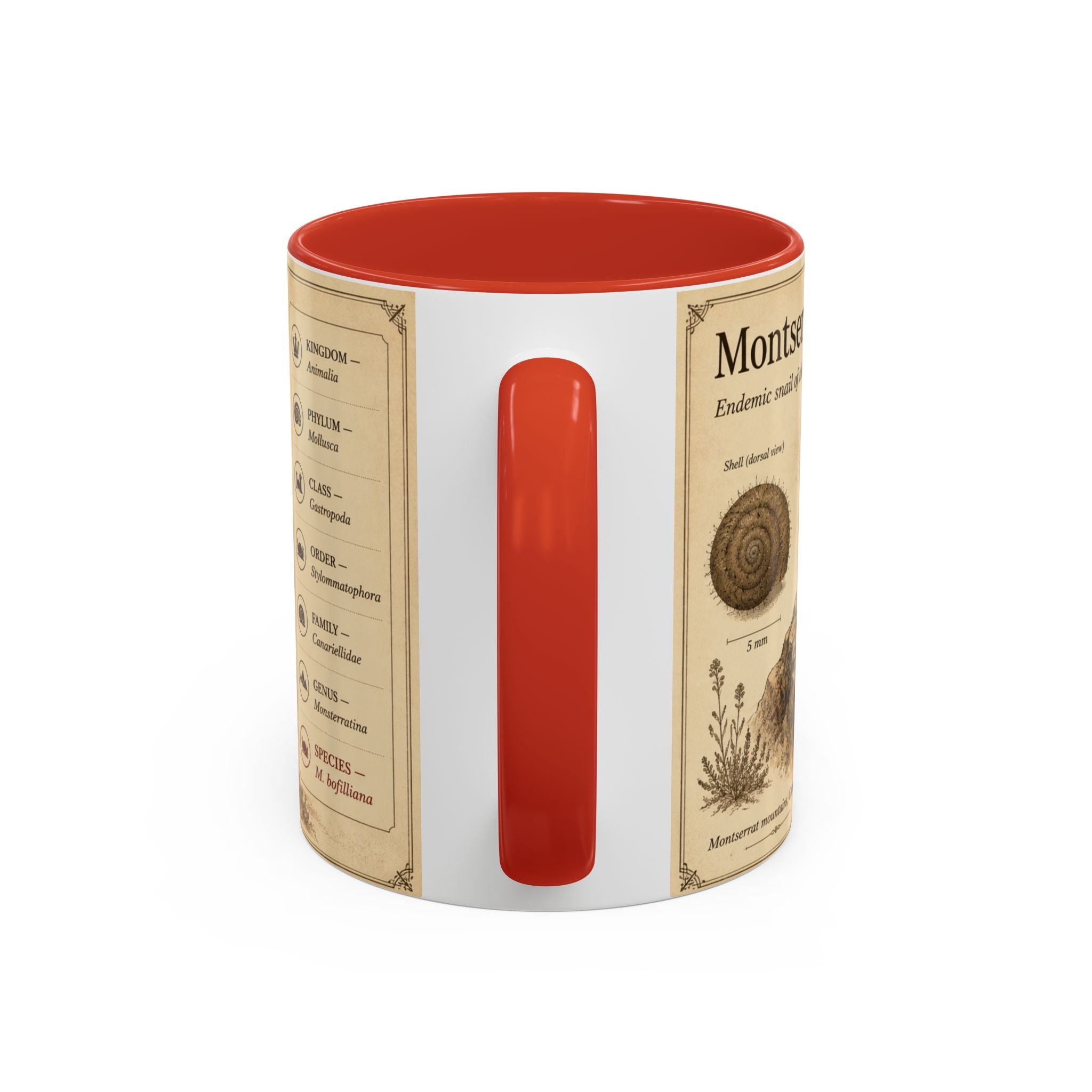 Custom Montserrat Snail Mug – Nature Lover's Gift for Montserrat (Montserratina bofilliana) – Europe/UK