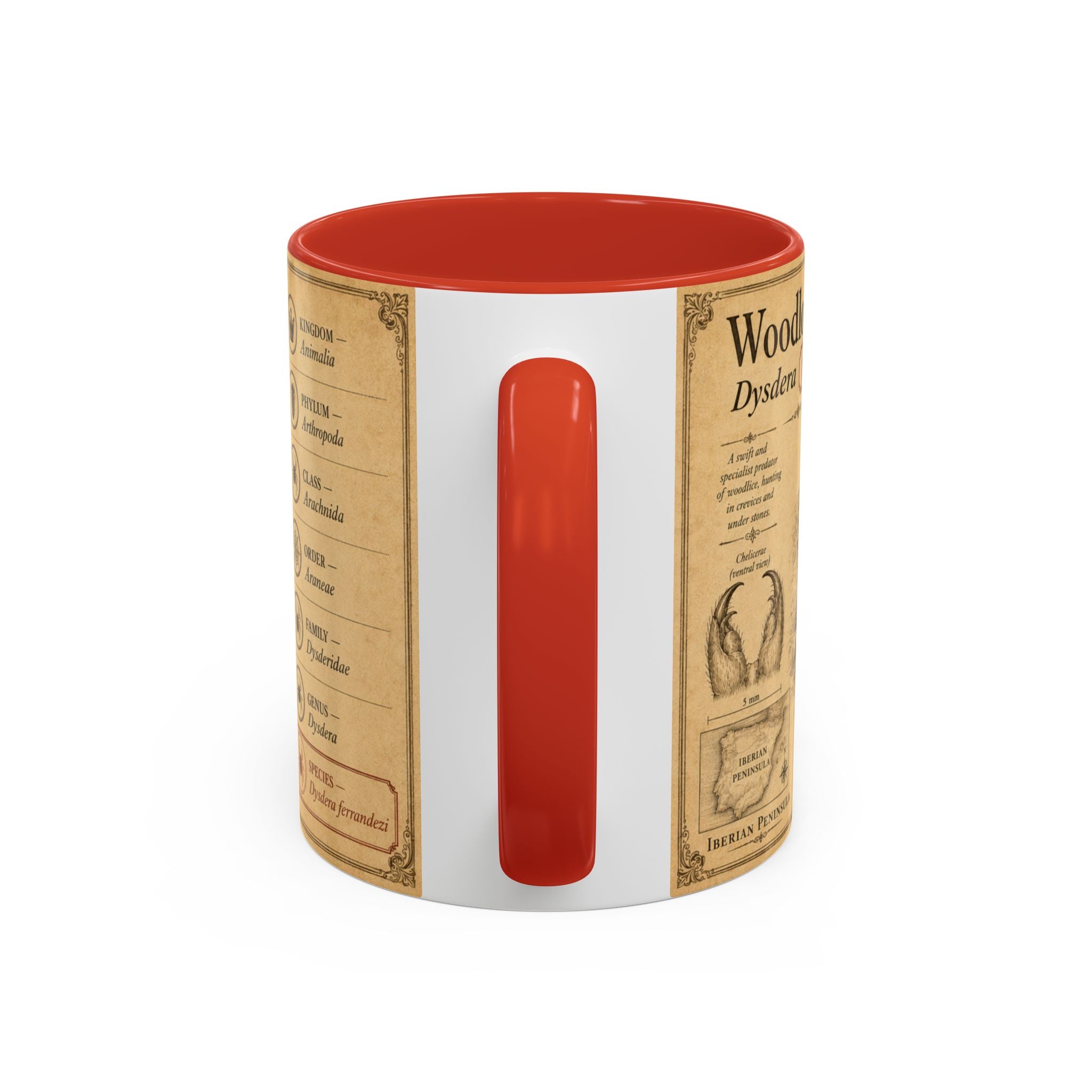 Custom Woodlouse-Hunting Spider Mug – Nature Lover's Gift for Ferran (Dysdera ferrandezi) – Europe/UK