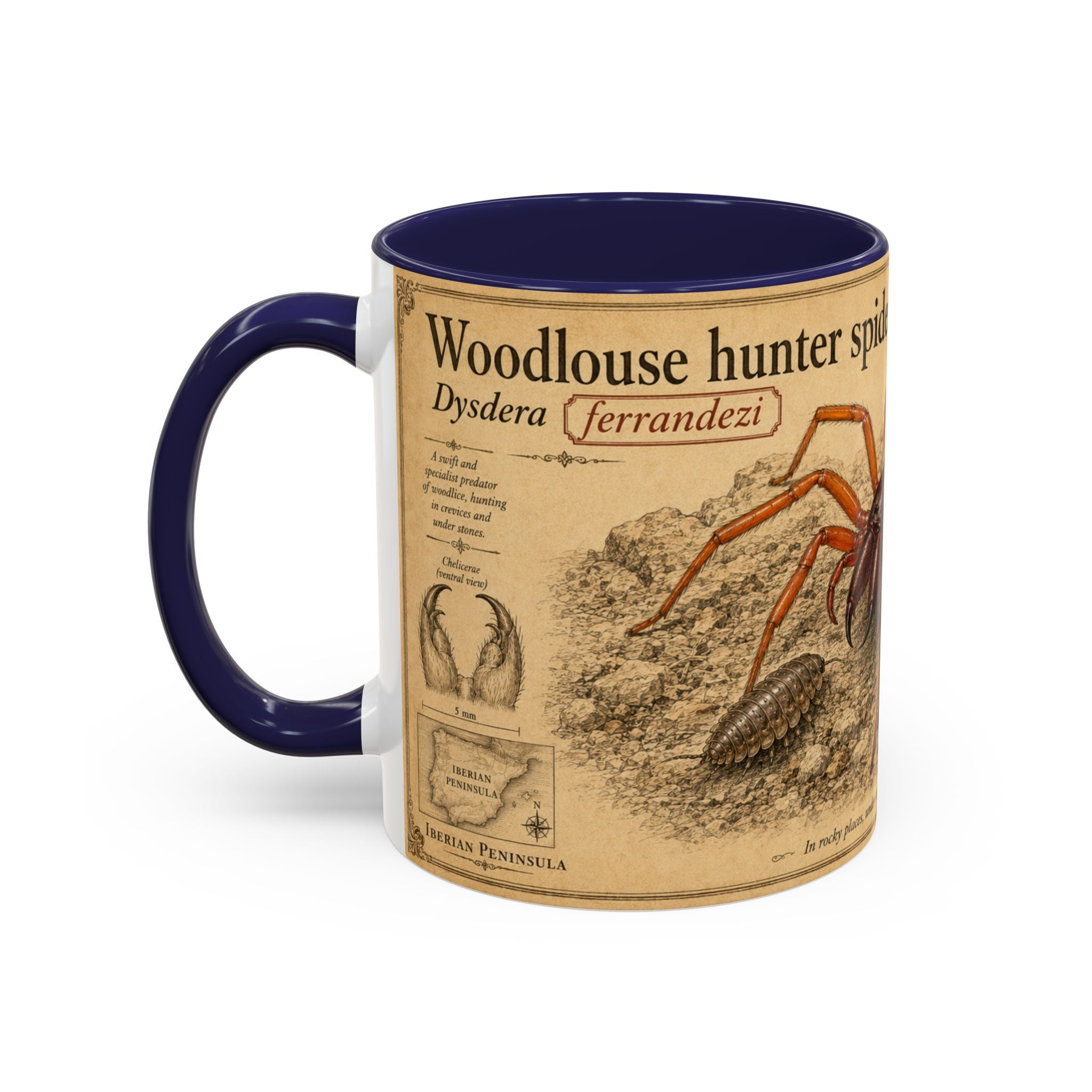 Custom Woodlouse-Hunting Spider Mug – Nature Lover's Gift for Ferran (Dysdera ferrandezi) – Europe/UK