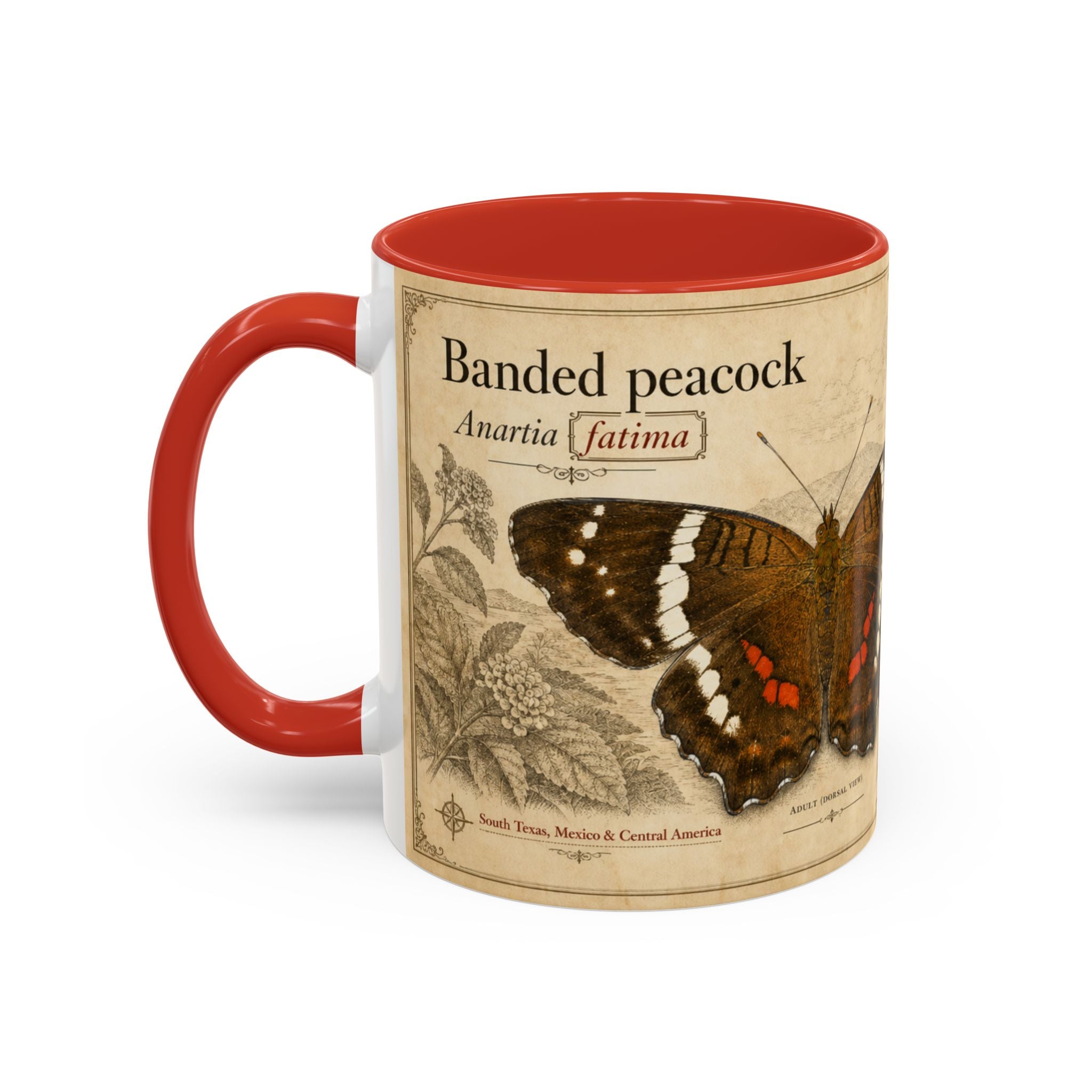 The banded peacock butterfly (Anartia fatima) Coffee Mug — Vintage Mug