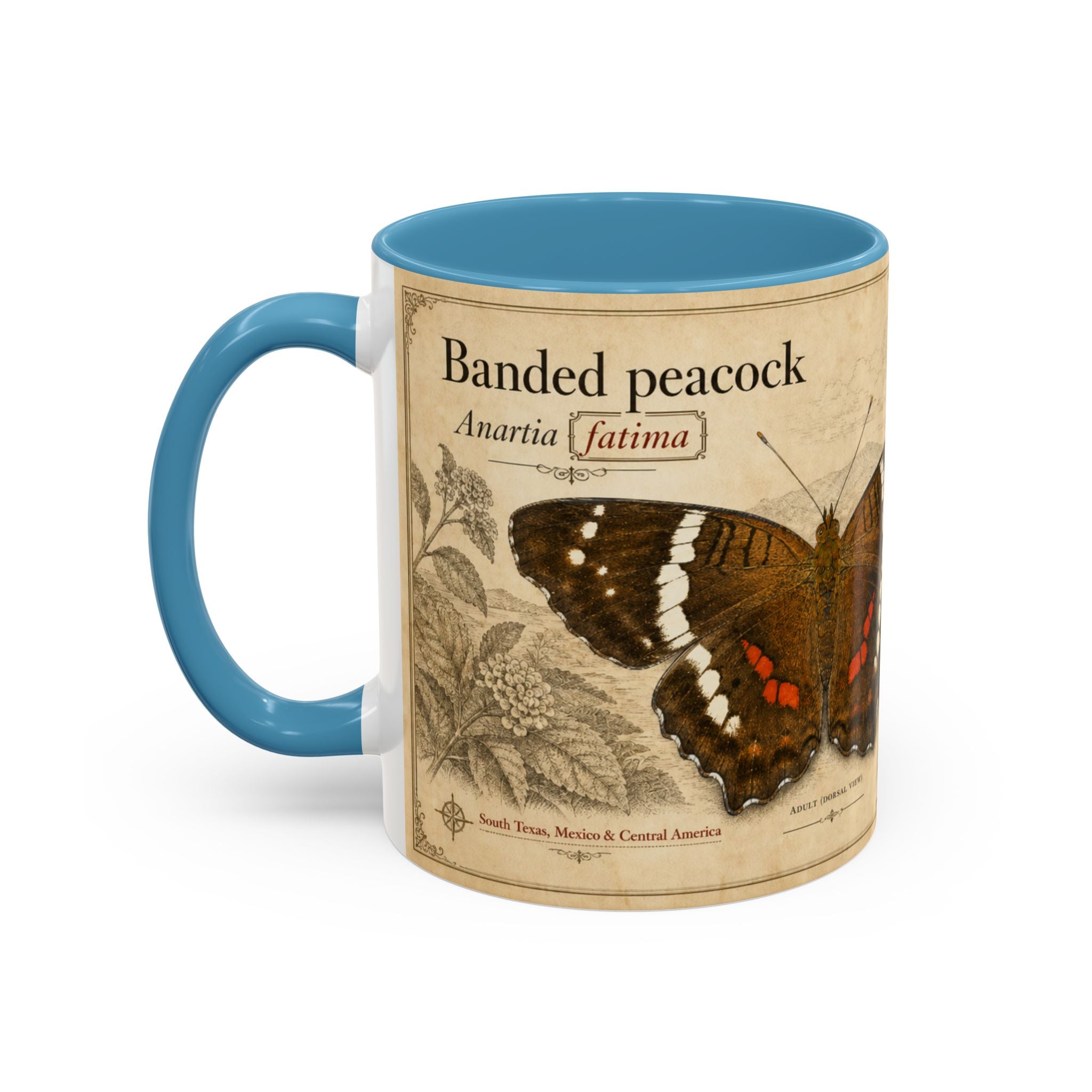 The banded peacock butterfly (Anartia fatima) Coffee Mug — Vintage Mug