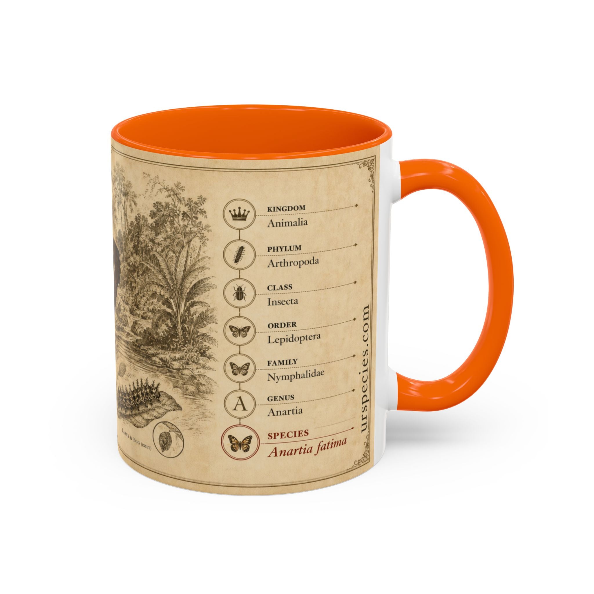 The banded peacock butterfly (Anartia fatima) Coffee Mug — Vintage Mug