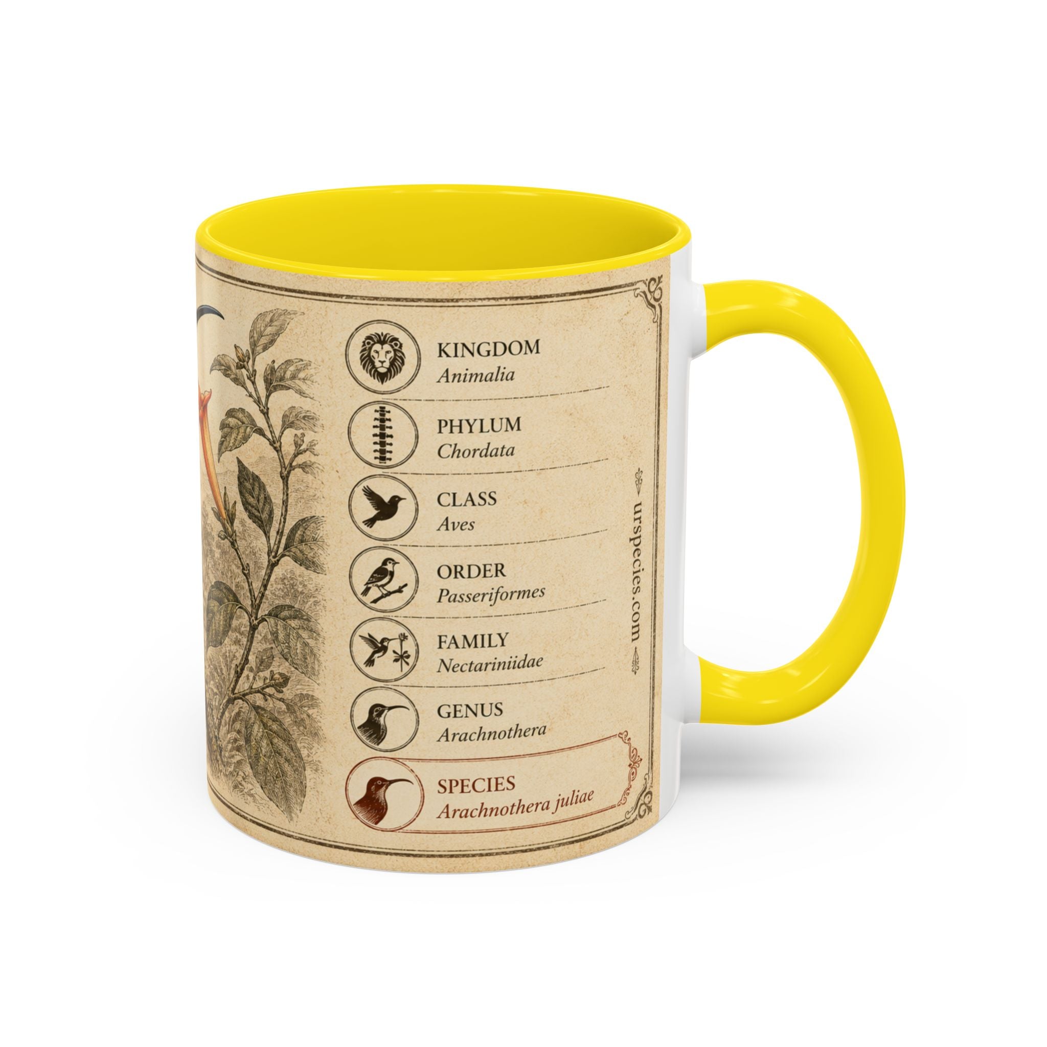 Custom Gift for Julia - Whitehead's spiderhunter (Arachnothera juliae) Nature Lovers Mug  - Europe / UK