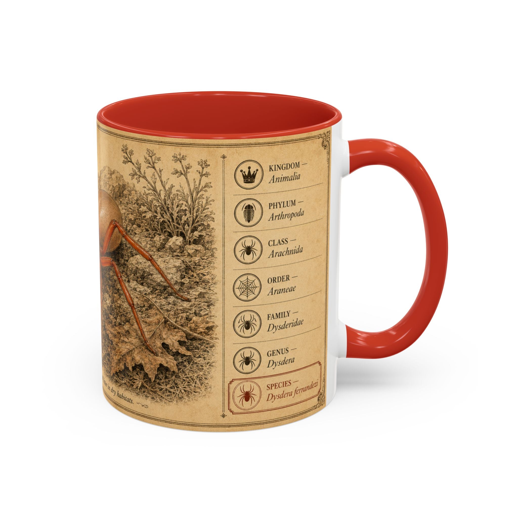Custom Woodlouse-Hunting Spider Mug – Nature Lover's Gift for Ferran (Dysdera ferrandezi) – Europe/UK